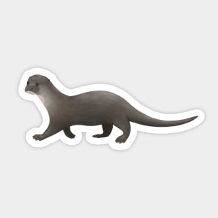 Hairy Nosed Otter Sticker